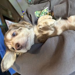 Pixie Hallow - Chocolate and cream female Dachshund puppy in Chelsea, Oklahoma from Renee's Dachshund's