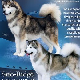 Alaskan Malamute puppies from Sno-Ridge Alaskan Malamutes est 1972