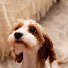 Bunny - Cavapoo