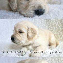 Golden Retriever Puppies from Oklahoma’s Enchanted Goldens