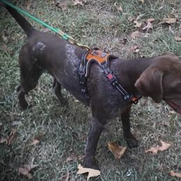 German Shorthaired Pointer Puppies from Howell Farm GSP