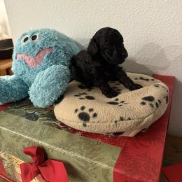 Poodle puppies from Caloosa Toy Poodles