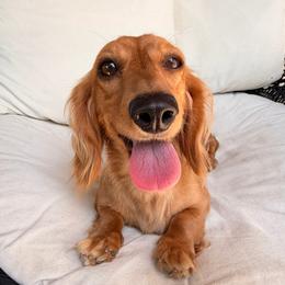 Holland - Red female Dachshund puppy in Nampa, Idaho from Long_and_Low_Dachshunds