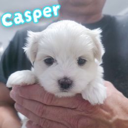 Casper - White male Maltese puppy in Belleville, Michigan from Michigan Maltese Puppies