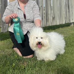 Voo - Coton de Tulear