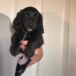 Vader - Black male Dachshund puppy in Cheyenne, Wyoming from Great Basin Hounds
