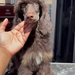 Summer Oak - Brown male Poodle puppy in Corona, California from Garden Of Poodles