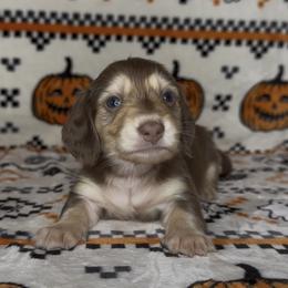 Autumn - Chocolate and cream female Dachshund puppy in Poteau, Oklahoma from Sisters Dazzling Dachshunds
