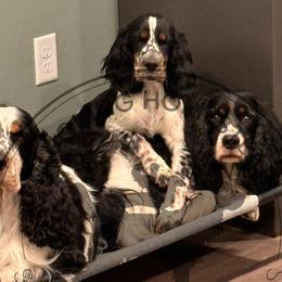 Dachshunds and English Springer Spaniels from Clucking Homestead Springers & Dachshunds
