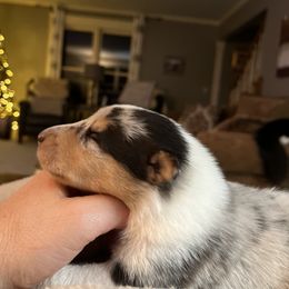 "Smooth girl- Belle" Collie Puppies from River-Valley Collies
