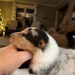 "Smooth girl- Belle" Collie Puppies from River-Valley Collies