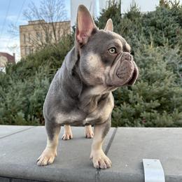 Shooter - French Bulldog