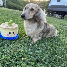 Falcon - Dachshund