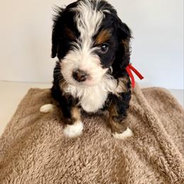 Ruger . (red) - Tri-color male Bernedoodle puppy in Midland, Texas from Southern Oak Breeders LLC