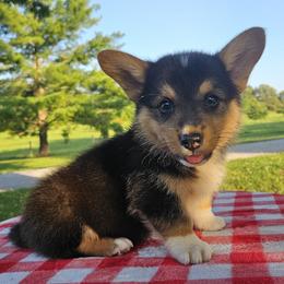 I'm a little bear - Black and tan male Pembroke Welsh Corgi puppy in Tennessee from Voneida Collies & Corgis