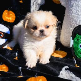 Pekingese, Poodle, and Shih Tzu Puppies from Happy puppies