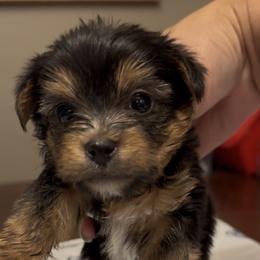 Yorkipoo and Yorkshire Terrier Puppies from Yorkie Oodle Doodle