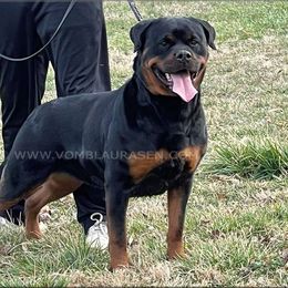 Tehani - Rottweiler