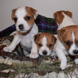 Jack Russell Terrier Puppies from Celtic River