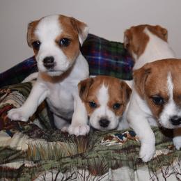 Jack Russell Terrier Puppies from Celtic River