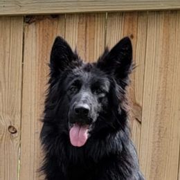 Honor - German Shepherd