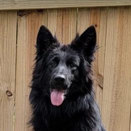 Honor - German Shepherd