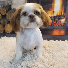 Zoey - Shih Tzu