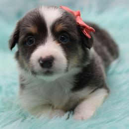 Powder - Fluffy - Gray and white female American Corgi puppy in Lithia, Florida from Diamondcrest Inc