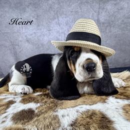 Heart - Black white and brown female Basset Hound puppy in Dingess, West Virginia from Tuckers' Howling Hounds