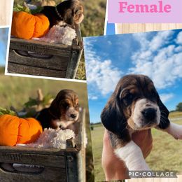 "Nutmeg female" Basset Hound Puppies from Little Patch of Heaven