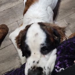Mowglie - Saint Bernard