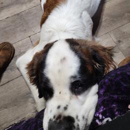 Mowglie - Saint Bernard