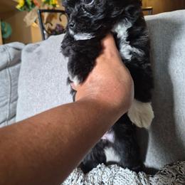 Maltipoo Puppies from Kirksey Texas Elite Maltidoodles