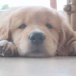 Golden Retriever Puppies from SureFire Golden’s