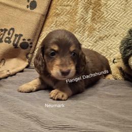 Neumark - 2,200 - Chocolate and tan male Dachshund puppy in Valdosta, Georgia from Flangel Dachshunds