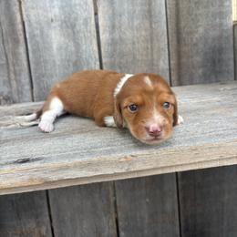 Red piebald - Piebald female Dachshund puppy in South Willard, Utah from Doxies in the Sun