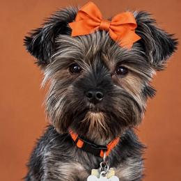 Blossom - Yorkshire Terrier