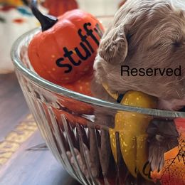 Stuffin - Apricot male Assorted Doodle Crosses puppy in Mt Pleasant, Texas from Hippdoodranch
