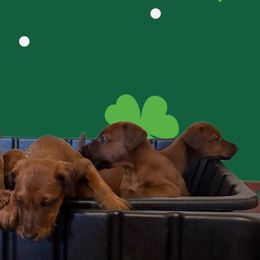 Irish Terriers from Irish Rose Kennels