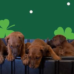 Irish Terriers from Irish Rose Kennels