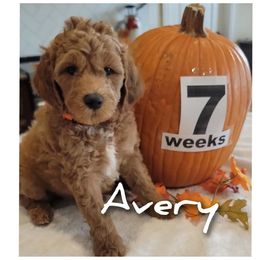 Avery- orange collar - Red  male Goldendoodle puppy in Fort Worth, Texas from Stacy Warwick