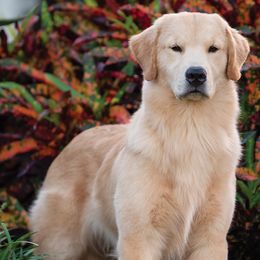 Australian Shepherds and Golden Retrievers from Dogs of Diamond B