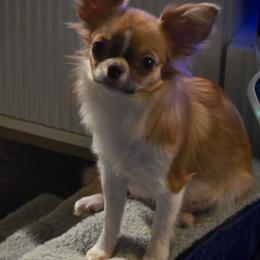 Novel - Chihuahua