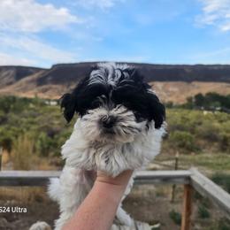 Oreo - Black and white male Havanese puppy in Melba, Idaho from Lawson Havanese
