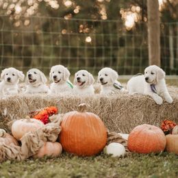 Golden Retriever Puppies from MC Goldens