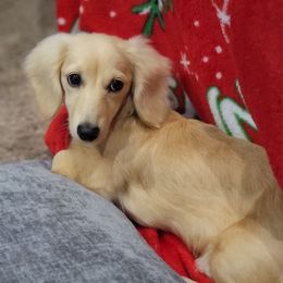 Princess Peach - Dachshund
