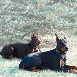 Doberman Pinscher and French Bulldog All Grown Up from The Defender Farm