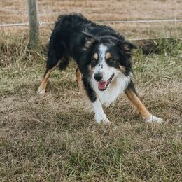 Border Collie puppies from Herding Heritage