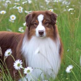 Affenpinschers and Australian Shepherds from Limelite