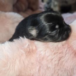 Morgan the Black - Black and tan male Pomeranian puppy in Port Angeles, Washington from Pacific Northwest Pomeranians